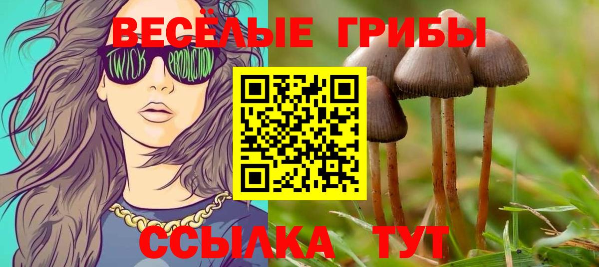 Ачхой-Мартан  Псилоцибиновые грибы Magic Shrooms  Вход с VPN 